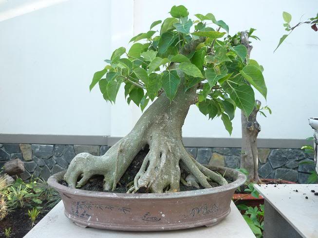 cay-bò-dè